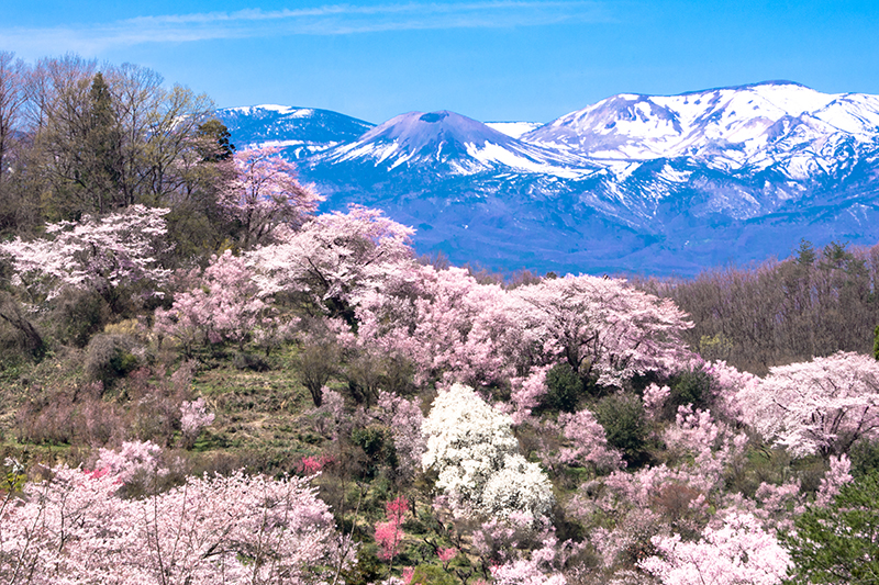 花見山