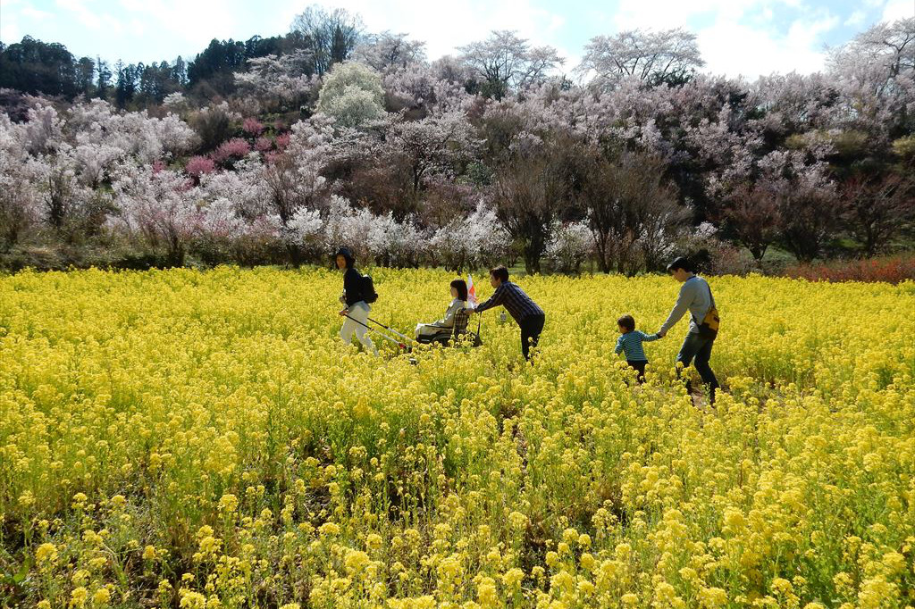 菜の花畑