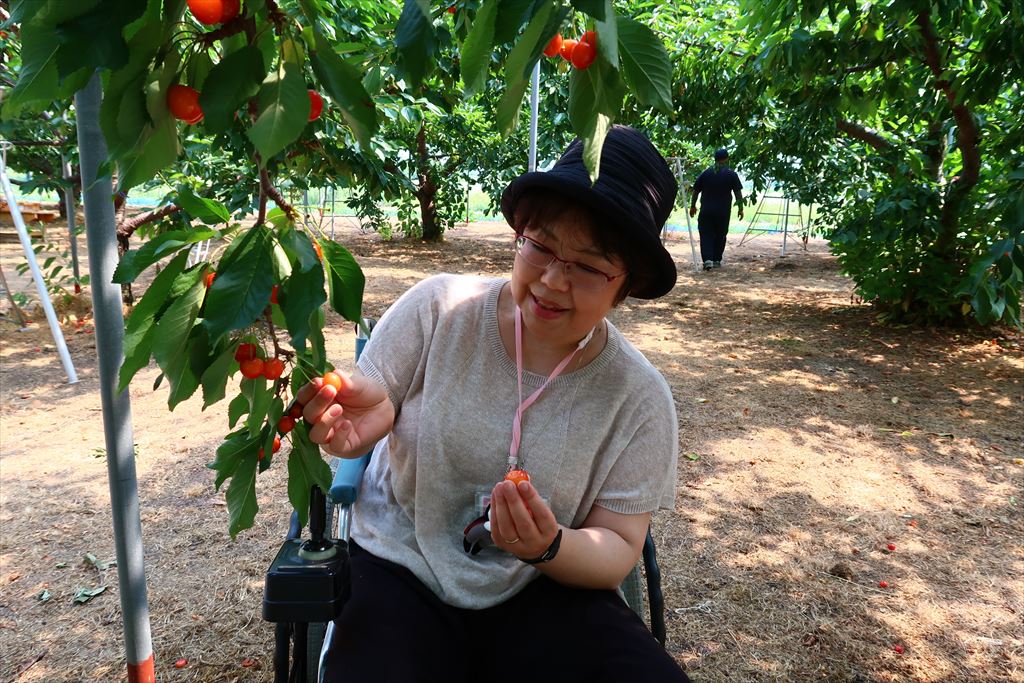 Cherry hunting