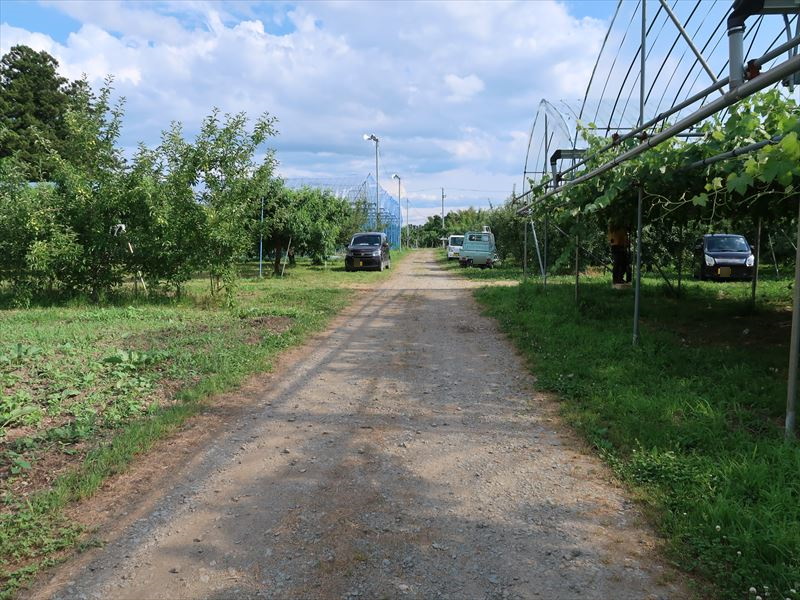 くだもの畑までの路面