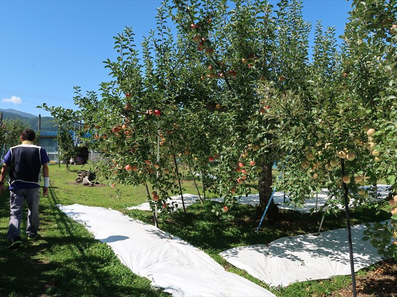 りんご畑
